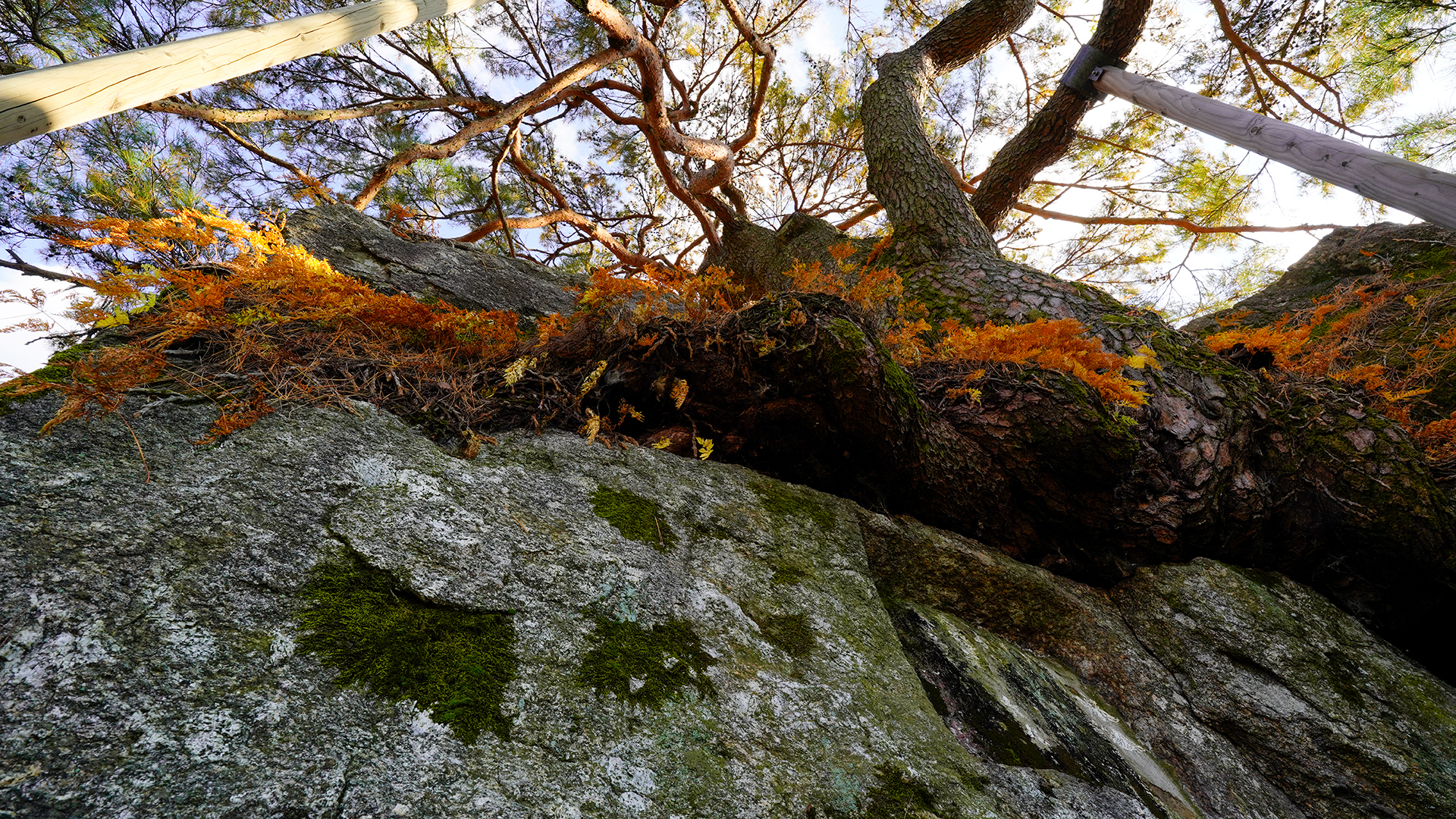 하동 축지리 문암송